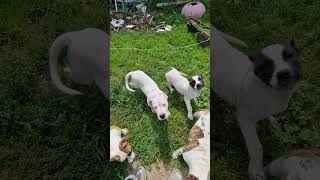 Dogo argentino and Presa Canario SSDK Line dog [upl. by Michell]