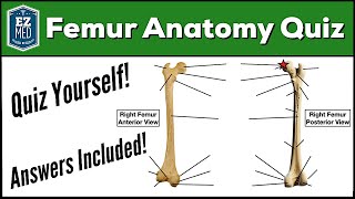 Femur Bone Anatomy Quiz Labeled Diagram [upl. by Ariam]