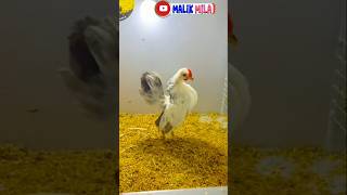 ChicKen RaNdom POop 🐔🤣 shortvideo chicken foryou funny [upl. by Airres122]