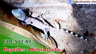 CREATURE 10 Reptiles  Baby Gecko Falls from Mango Tree [upl. by Nirda790]