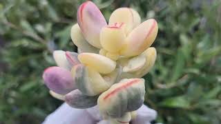 Cotyledon Orbiculata Oophylla variegated [upl. by Adnamaa]