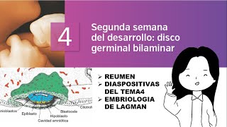 TEMA 4 EMBRIOLOGÍA SEGUNDA SEMANA DE DESARROLLO DISCO GERMINAL BILAMINAR [upl. by Plath831]