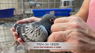 TR243418329 HUGO BATENBURG X GABY [upl. by Sears]