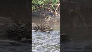 Dog escapes crocodile at Manuel Antonio Beach [upl. by Acissehc]