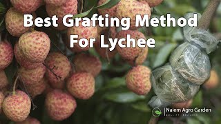 Lychee  litchi  lichee Grafting Techniques  Native Fruit Plant Propagation [upl. by Yelsgnik]