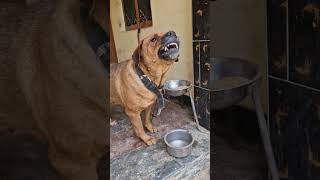 Dog barking sound shorts viralvideo dailyshorts viralshort trending pets [upl. by Hitchcock]