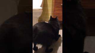 Funny Schipperke dog  When something goes bump in the night [upl. by Blaze]