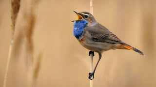 Whitespotted Bluethroat Singing  Luscinia svecica cyanecula [upl. by Reggi]