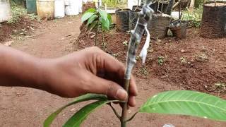 grafting mango 2 in 1 [upl. by Anaul]