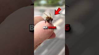 Surviving A Bee Sting 😱🐝 [upl. by Winshell]