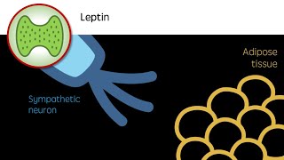 Leptin  The Appetite Hormone [upl. by Rabush]