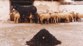 Kilenc Magyar Kutyafajta komondor kuvasz puli pumi mudi vizsla agár erdélyi kopó [upl. by Droffats]