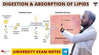 Digestion amp Absorption of Lipids  Digestive System physiology [upl. by Ditter]