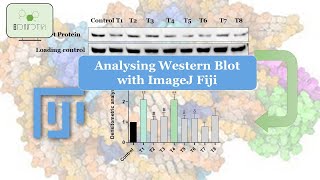 Revolutionize Your Western Blot Analysis Learn How to Perform Densitometry with ImageJ [upl. by Ofella]