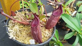 Breeder Bio Nepenthes quotDreamquot N densiflora x spectabilis quotgiantquot [upl. by Anoerb697]