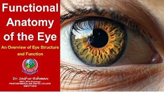 Functional Anatomy of the Eye [upl. by Cathryn751]