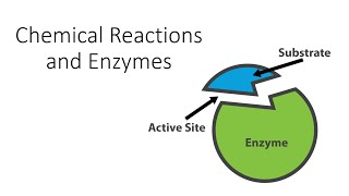 Chemical Reactions and Enzymes [upl. by Kennedy]