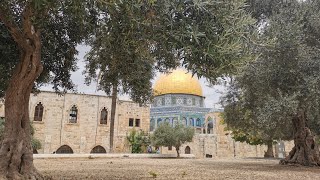 زيتون المسجد الأقصى المبارك في بيت المقدس Olives of the blessed AlAqsa Mosque [upl. by Yuhas]