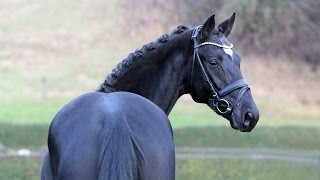 SOLD 2012 black Hanoverian stallion by St Moritz jun 161 hh wwwsporthorsesonlinecom [upl. by Eirelav]