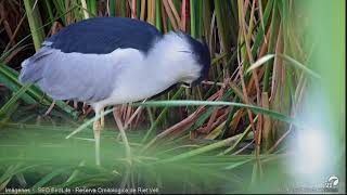 Martinete Webcam laguna Riet Vell seobirdlife [upl. by Arreis554]