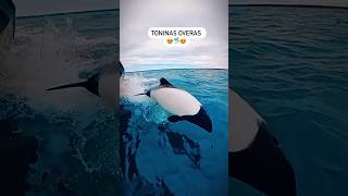 Rare Commerson Panda dolphin 🐬🎥 rockhopper dolphin marine shortvideo cuteanimals [upl. by Onoitna]