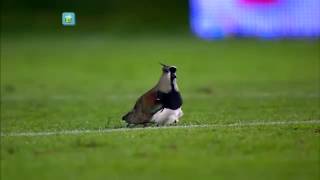 Aparece un tero con sus pichones en el partido de Arsenal y San Lorenzo [upl. by Olympia891]