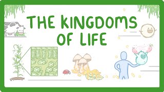 Kingdoms of Life  Animals Plants Fungi Protoctists Bacteria and Viruses 1 [upl. by Nosredneh31]