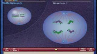 Como funciona la Meiosis [upl. by Asset506]