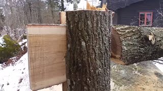 Tongue and groove tree felling technique [upl. by Eilram]