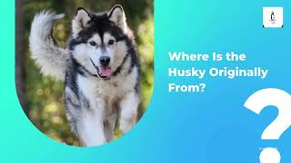 Husky vs Malamute Key Differences Explained [upl. by Cross]