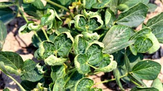 Arkansas Considers PostEmerge Dicamba Ban [upl. by Nocam]