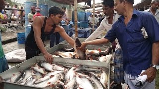 Incredible Big Fish Whole Sale Market  Most Of The Fishes Are Alive amp Fresh In Dhaka Bangladesh [upl. by Vevine]