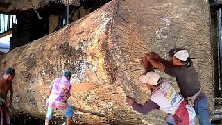 sawmill Amazing Wood Cutting Skills  Gmelina Woodworking Factory You Must See [upl. by Laverne]