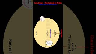 Ganciclovir Mechanism of Action  Antiviral Drug  solutionpharmacy [upl. by Hegarty796]