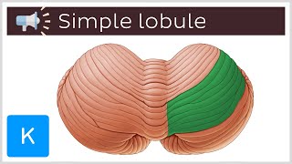 Simple lobule  Anatomical Terms Pronunciation by Kenhub [upl. by Moyers]