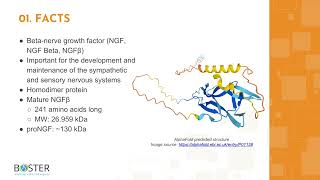 Learn NGFNGF Beta in 3 minutes  Betanerve growth factor [upl. by Keppel201]