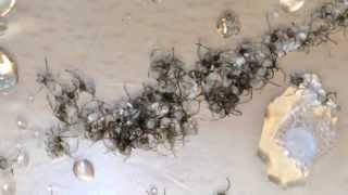 Redback Spider egg sac hatching AMAZING [upl. by Ynaffad]