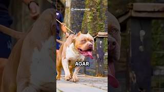 Pitbull 👑 vs Dogo Argentino Fight 🔥😨 pitbull dog viral shorts [upl. by Purity777]