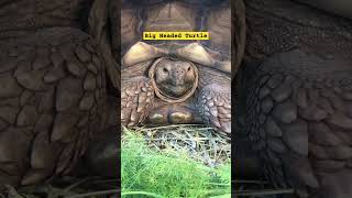 Big Headed Turtle  shorts sciencefacts facts [upl. by Ruenhs671]