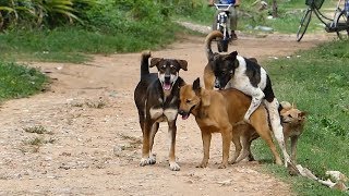 New Homelessdogs Golden Labrador Retriever Funny Playing In the street near Green Ricefield [upl. by Ellis]