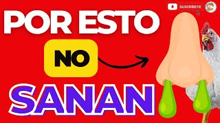 💪🏽Como usar los ANTIBIOTICOS para SANAR Rápido los Pollos de Engorde ☝🏽 [upl. by Thagard783]