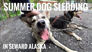 Amazing things to do in Alaska  Ididaride  Sled Dog  Seward Alaska [upl. by Rakabuba]