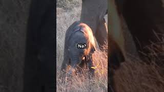 Fact about elephant  hindi fact short video [upl. by Christos731]