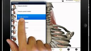 Watch neck flexion shoulder abduction and knee flexion in Muscle Premium [upl. by Fortin]