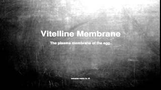 Medical vocabulary What does Vitelline Membrane mean [upl. by Araf799]