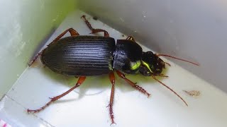 Pseudoophonus rufipes  De Geer 1774  Carabidae  Harpale du fraisier [upl. by Esilehc]