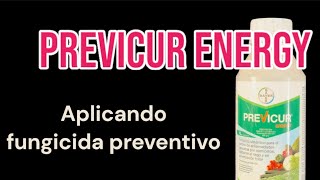 Previcur Energy aplicando fungicida preventivo en los Bonsais [upl. by Berta59]