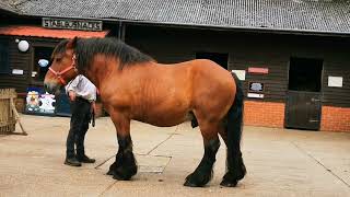 Heavy horses at Verwood 13 July 2024 [upl. by Delfeena]