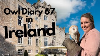 Owl Diary 67 Why did I take a barn owl to Ireland [upl. by Kuehn]