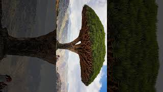 Socotra Dragon Tree Dragon Blood Tree Dracaena cinnabari  Observed in Description [upl. by Sirraf]